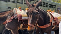 Mules bring supplies to Kentucky tornado victims cut off due to storm damage