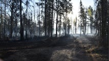 Rain brings some relief to raging wildfires in Minnesota