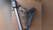 See it: Massive megalodon tooth found by diver off Florida coast