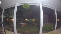 See it: Rare albino deer enjoys late-night snack in St. Louis suburb