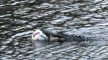 See it: Alligator with ball lodged in its mouth spotted on North Carolina golf course