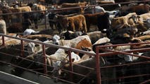 New flesh-eating bug puts US livestock farmers on alert