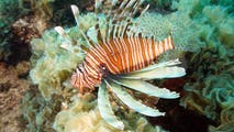 Florida's annual Lionfish Challenge offers rewards for removal of invasive species