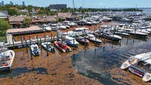 Record-setting, smelly Sargassum seaweed headed for South Florida in May
