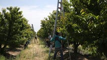 California's cherry crop faces uphill battle thanks to roller-coaster weather patterns