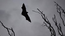 California zoo visitors possibly exposed to rabid bat, health officials warn