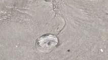 Jellyfish sting nearly 350 people on Florida beach over Memorial Day weekend