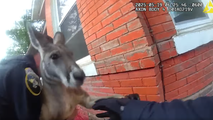 Watch: Colorado police capture pet kangaroo on the lam... again