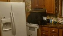 Bear falls through ceiling of Kentucky home after climbing ladder, squeezing into attic