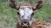 Elk with extremely rare genetic trait spotted in Colorado