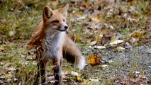 North Carolina pets at risk of rabies as 'aggressive' fox runs rampant