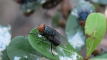 First US human case of flesh-eating parasite detected in Maryland