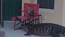 See it: Florida alligator with chair on its head comes knocking on Fort Myers door