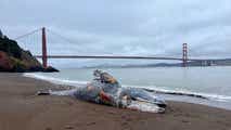 Alarming number of whale deaths reported around San Francisco Bay Area