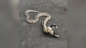 See it: Rare two headed snake hatched at California pet store