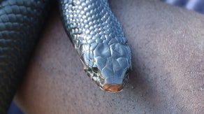 See it: Florida officials unleash dozens of snakes…for a good cause