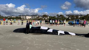 Sperm whale euthanized after beaching on South Carolina coast