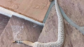 Unusual-looking rattlesnake found in Arizona backyard: 'This is a first'