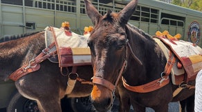 Mules bring supplies to Kentucky tornado victims cut off due to storm damage