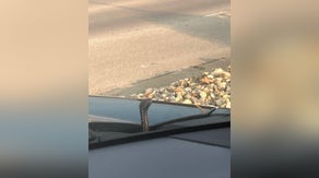 See it: Snake peeks out from hood of car while Missouri woman was driving