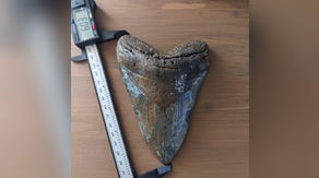 See it: Massive megalodon tooth found by diver off Florida coast