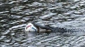 See it: Alligator with ball lodged in its mouth spotted on North Carolina golf course