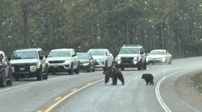 Missing triplet of dead grizzly bear cubs reunited with mama in Wyoming national park