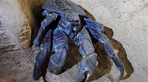 Rare giant crab not seen on tsunami-ravaged island in over 150 years found in remote cave