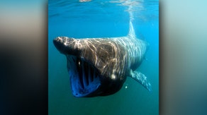 Shark migrations along Atlantic coast affected by hurricane activity, water temperatures
