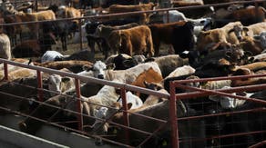 New flesh-eating bug puts US livestock farmers on alert