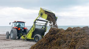 Florida, Caribbean beaches could be choked out by record levels of Sargassum seaweed this summer