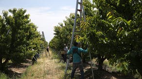 California's cherry crop faces uphill battle thanks to roller-coaster weather patterns