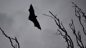 California zoo visitors possibly exposed to rabid bat, health officials warn