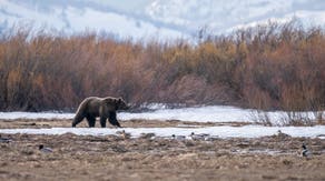2 of 3 grizzly bear cubs found dead in Wyoming national park