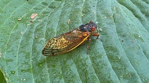 Cicadas emerge across South, East Coast as billions of bugs create ‘screaming’ trees
