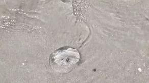Jellyfish sting nearly 350 people on Florida beach over Memorial Day weekend