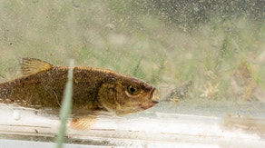 Rare Nevada fish 'staring down the barrel of extinction' could earn endangered species protections