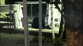 Watch: Bear spotted roaming streets of nation’s oldest city
