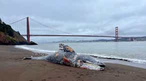 Alarming number of whale deaths reported around San Francisco Bay Area