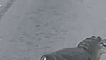 'Half an alligator' waddles across busy highway, startles drivers - Fox News