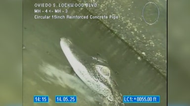 See it: Alligator found 'chilling' in Florida storm drain during pipe inspection