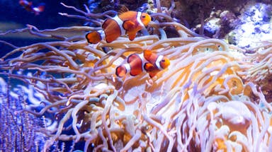 ‘Nemo’ may have developed an unexpected survival tactic