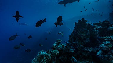 Deep ocean mystery: Just 0.001% of deep ocean seafloor has been visually explored