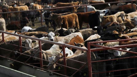 New flesh-eating bug puts US livestock farmers on alert