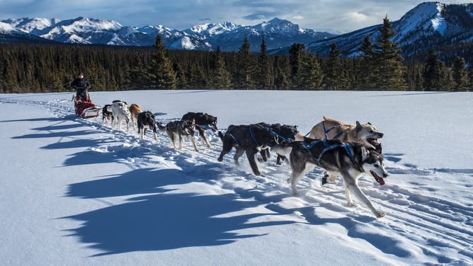 Denali sled dogs in Alaska.