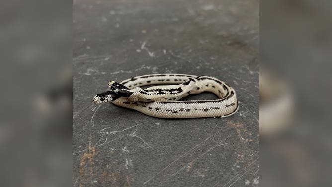 The two heads of the California King snake tend to argue about which way to go