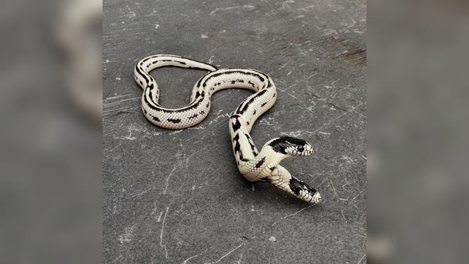 A two headed snake celebrates its six month birthday as it slithers across a surface