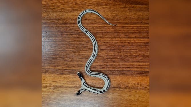 Full length photo of the two headed California King snake.