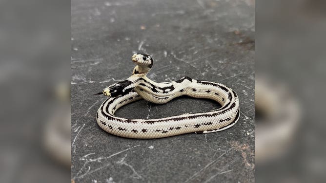 The two heads of the California King snake tend to argue about which way to go