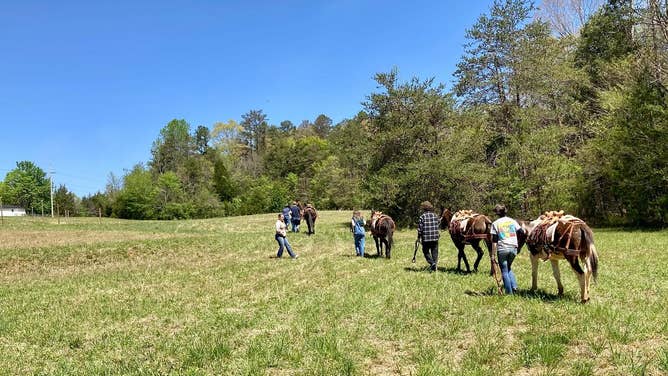 FILE: Mules with Mountain Mule Packer Ranch.